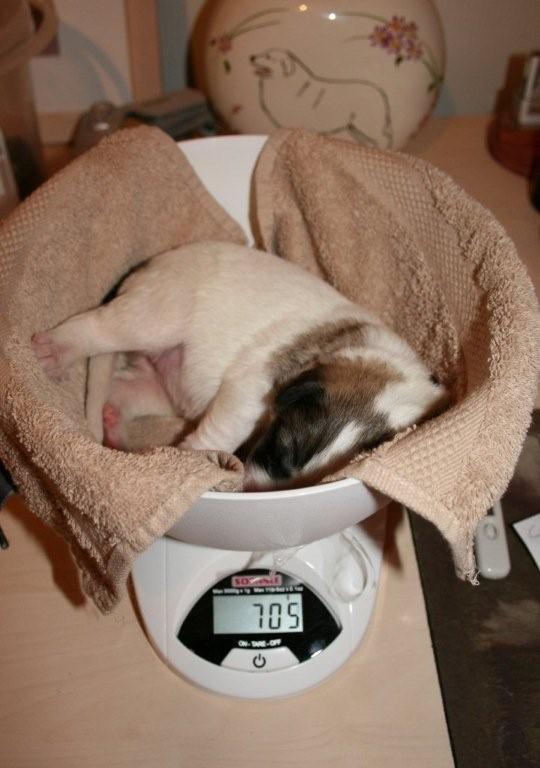 pup 5 dag 3 705 gram